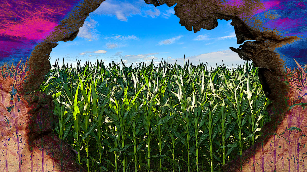Climate crisis could wipe out half of U.S. crops by 2100, scientists warn