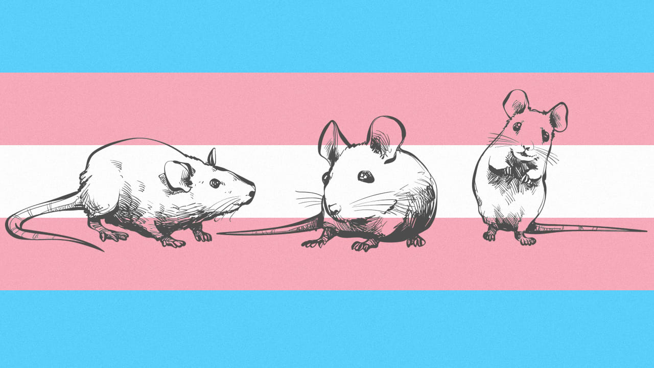 The health research Trump really cut when he joked about defunding trans mice