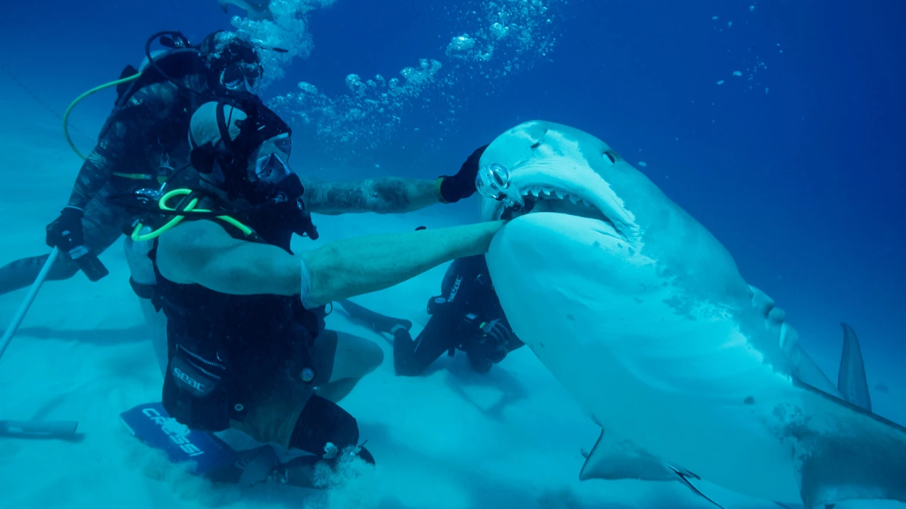 How to watch Shark Week 2025 and why Discovery’s franchise continues to have teeth after all these years