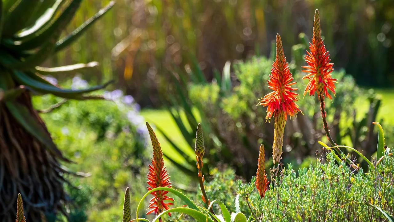How a growing demand for drought-tolerant, local plants is changing the landscaping industry