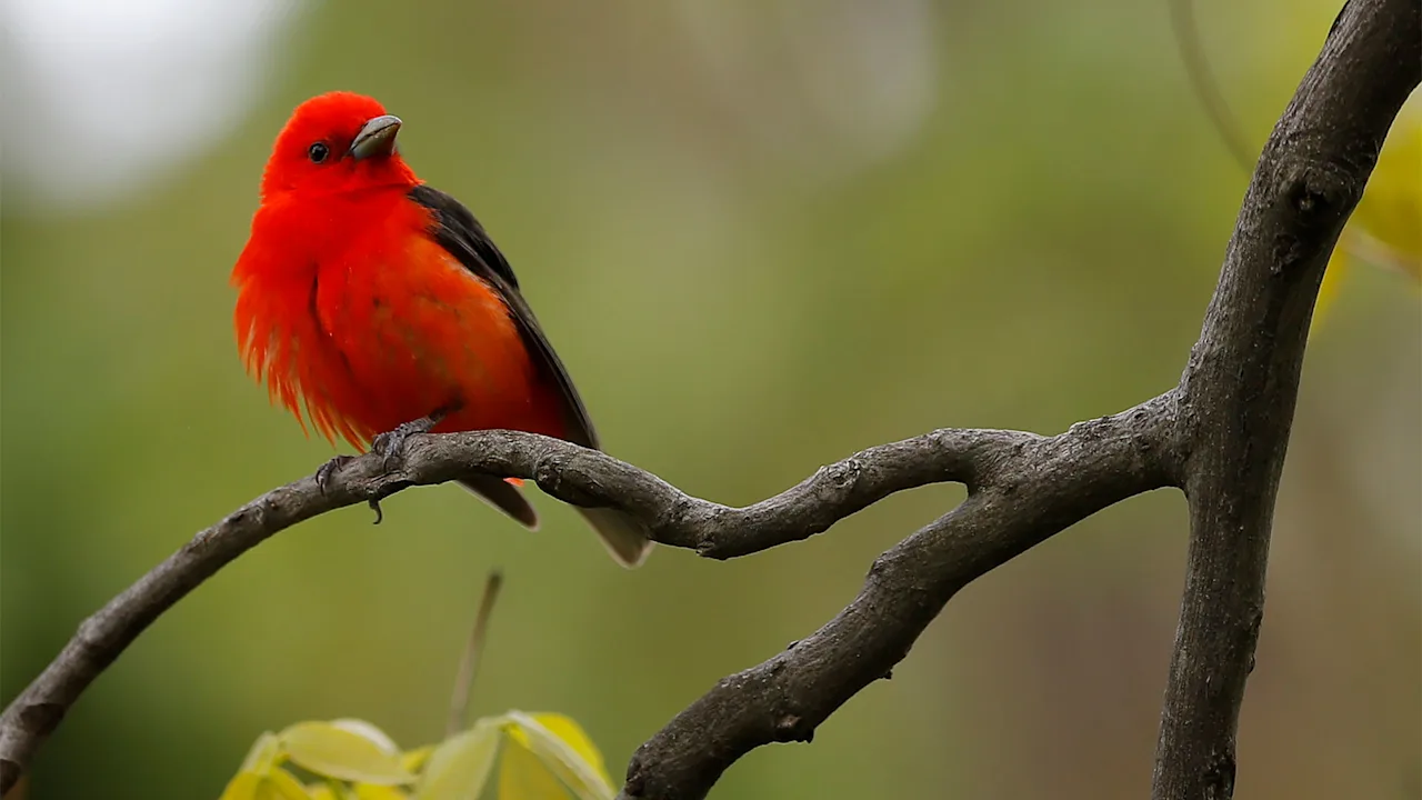 How AI can take your birdwatching to the next level