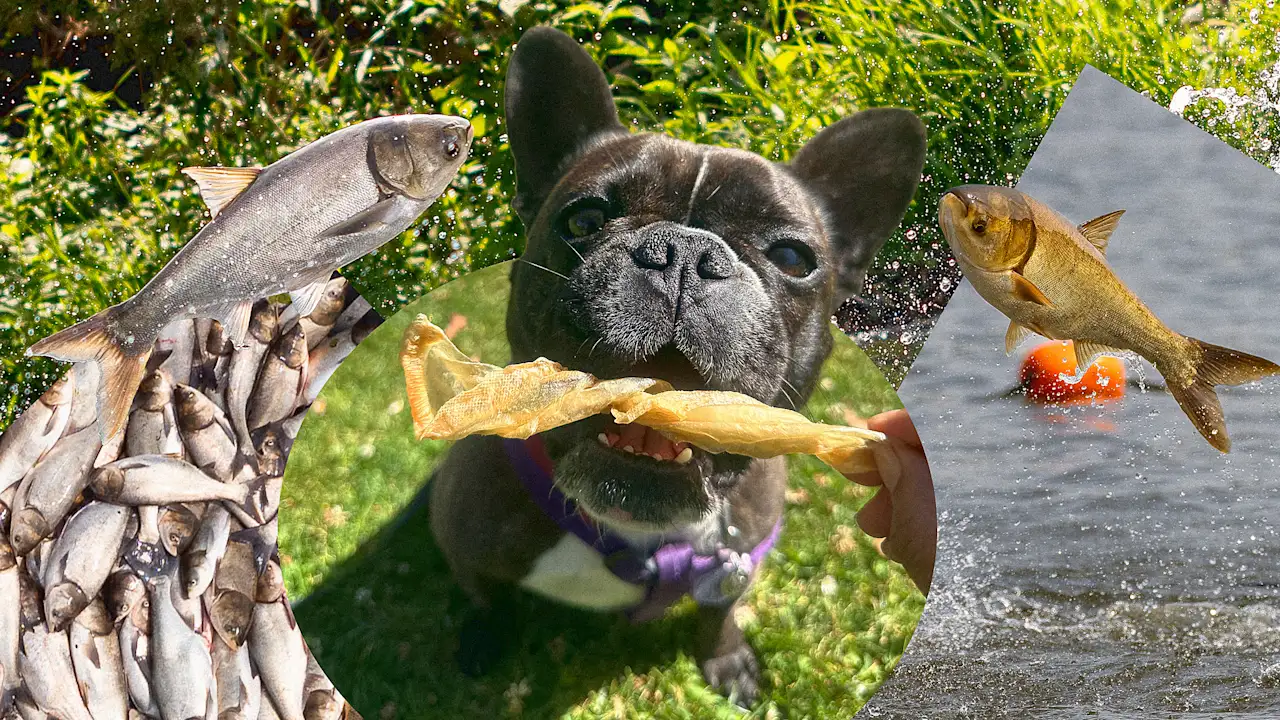 Giving your pets this treat makes them soldiers in the battle against invasive carp