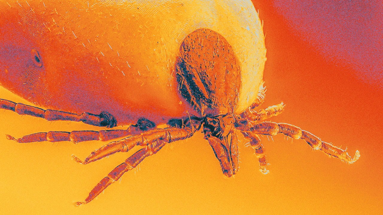 Could this shot end Lyme disease forever?