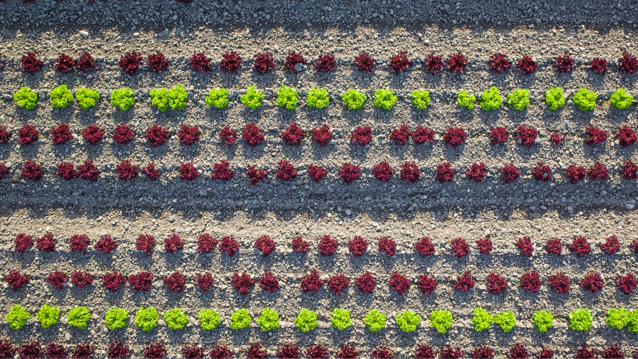 3 Lessons I learned from regenerative agriculture