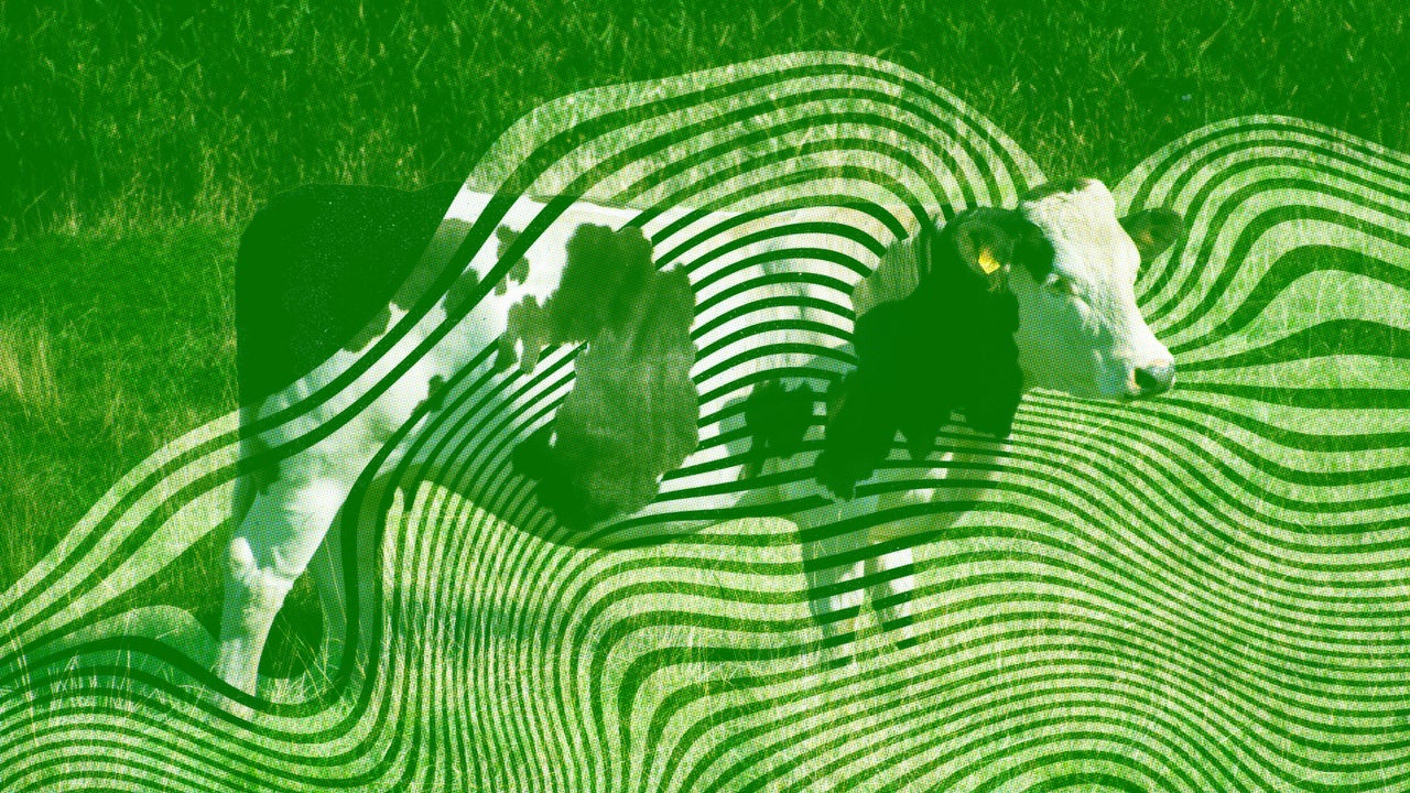 Painted cows and pasta sauce physics: A look at this year’s Ig Nobel Prize winners Painted cows and pasta sauce physics: A look at this year’s Ig Nobel Prize winners