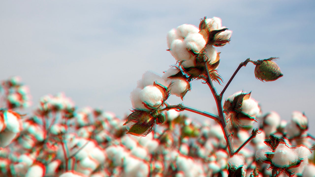 How AI can help detect pests early and reduce pesticide use in cotton fields