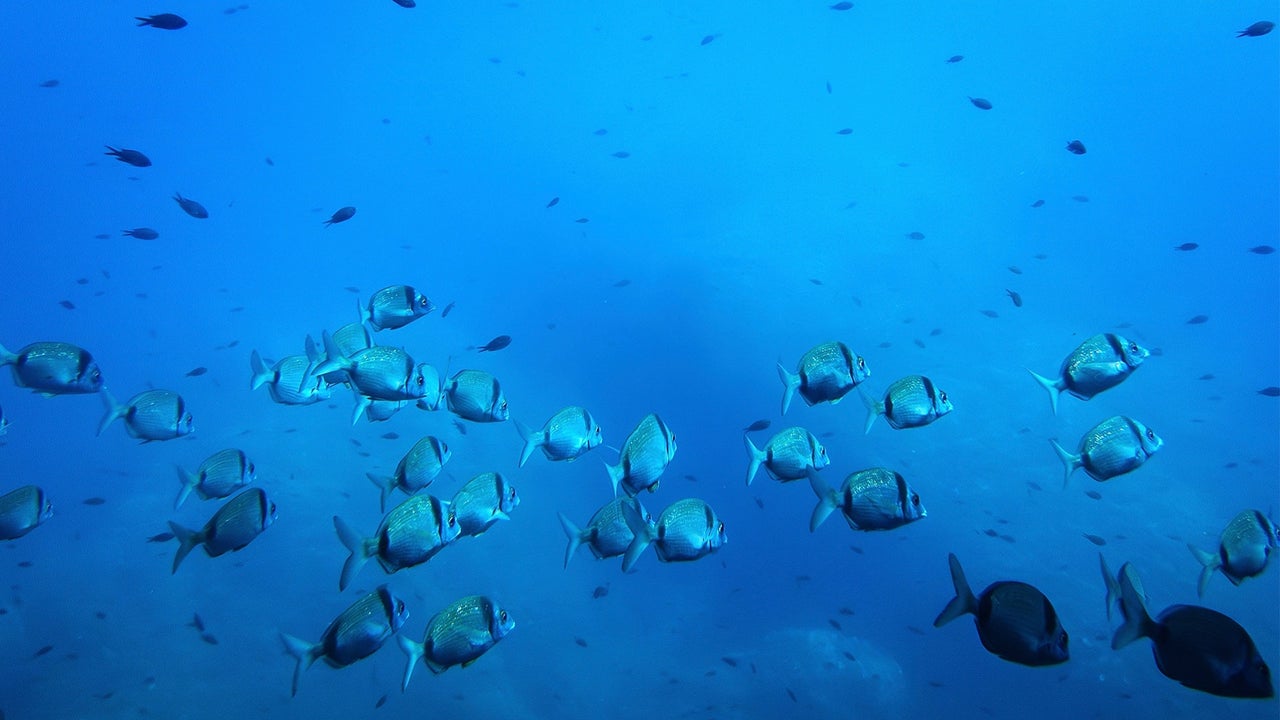 A new study warns deep-sea mining could disrupt the marine food web, impacting what we eat A new study warns deep-sea mining could disrupt the marine food web, impacting what we eat
