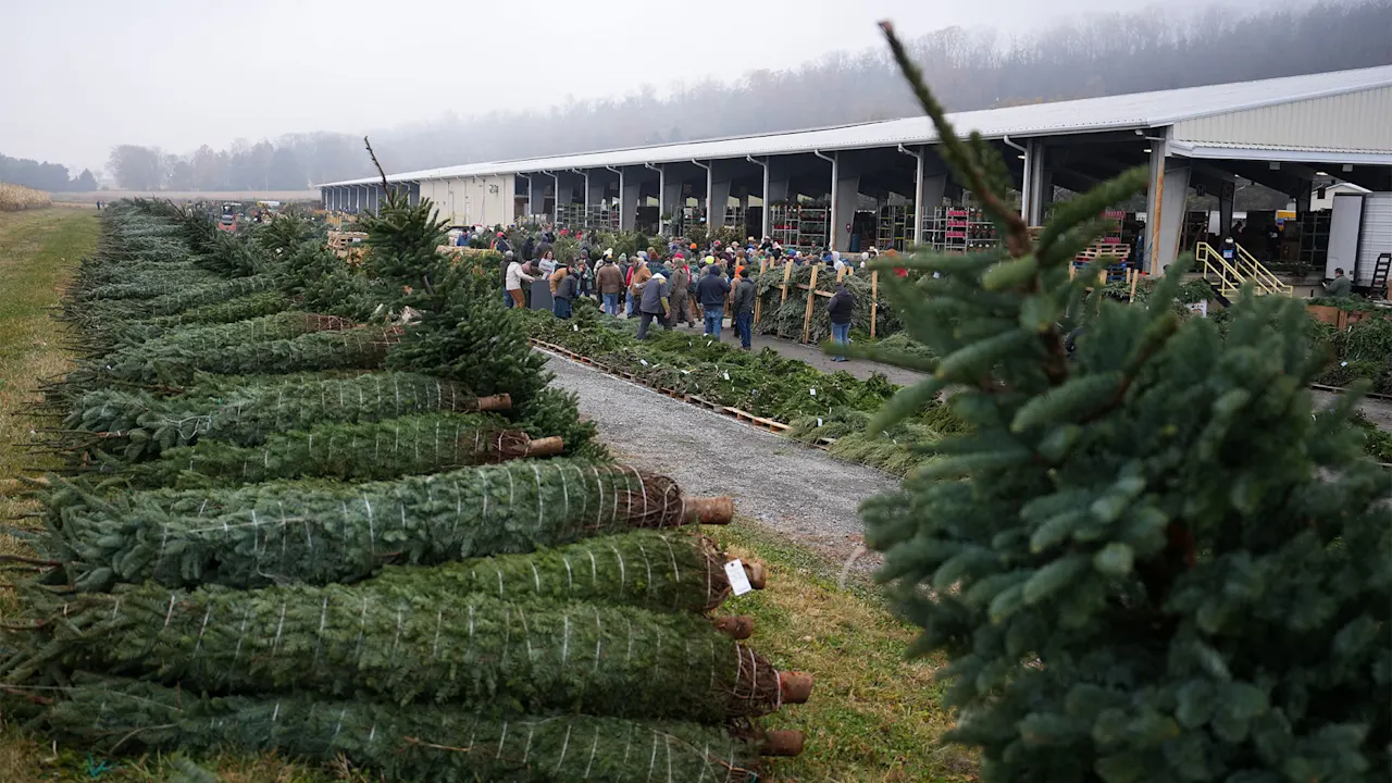Waarom er tijdens dit evenement in Pennsylvania 50.000 kerstbomen in de uitverkoop gingen (en wat dat betekent voor de kerstaankopen)