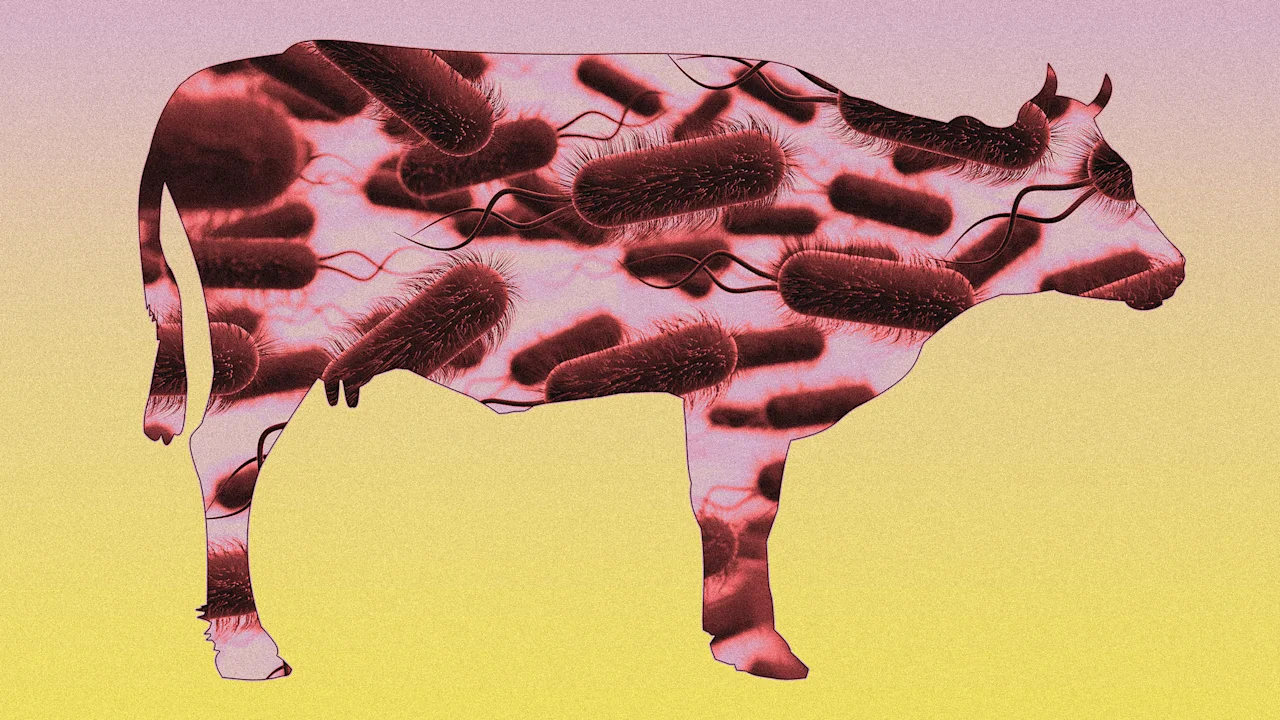 USDA kondigt terugroepactie van rundergehakt aan vanwege zorgen over E. coli
