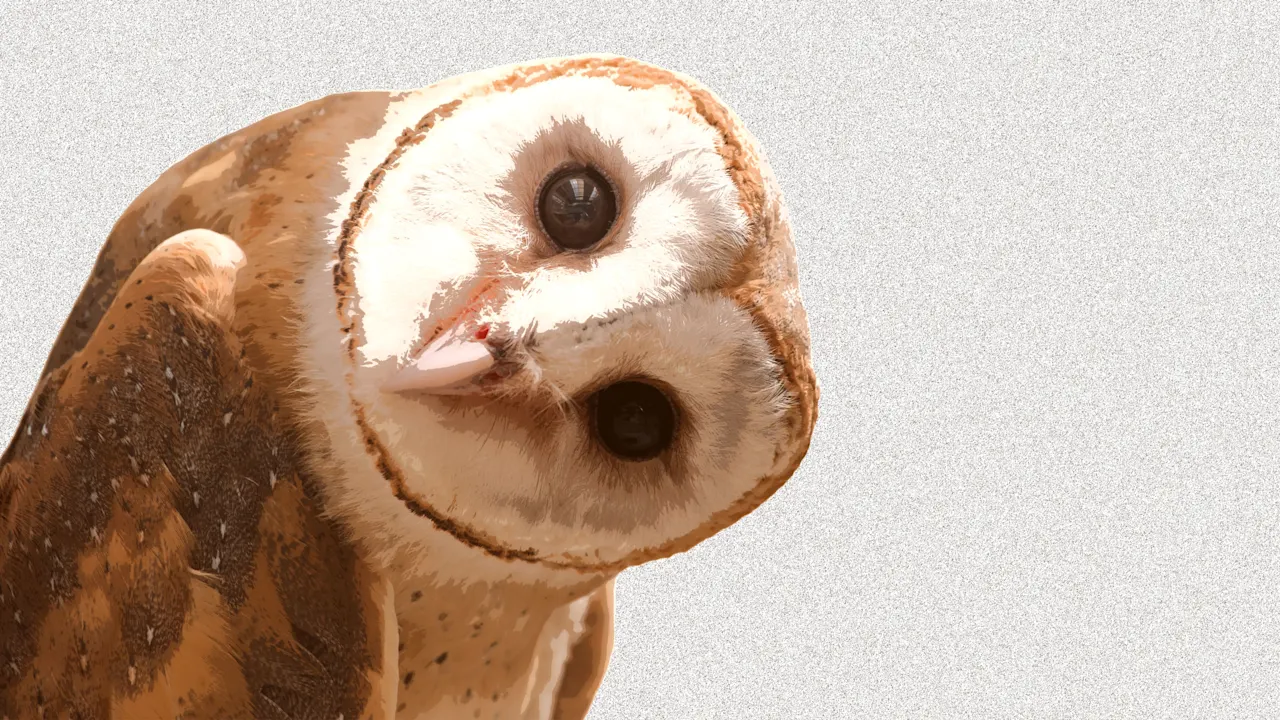 Waarom iedereen op TikTok zich voordoet als een uil