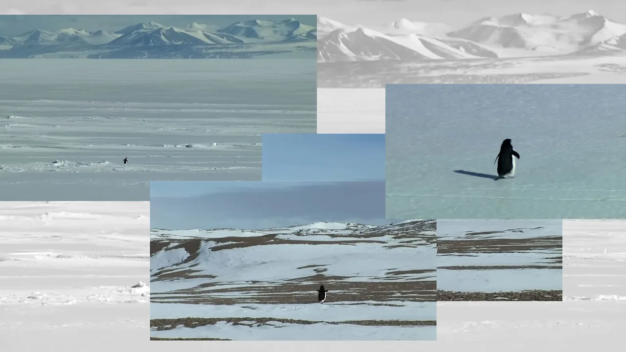 Omdat ‘nihilistische pinguïn’ de sfeer van het moment is