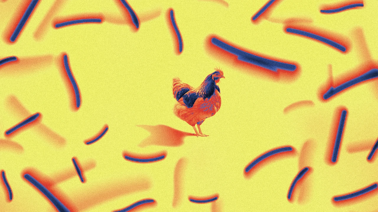 Meer dan 13.000 kilo kip teruggeroepen vanwege zorgen over Listeria