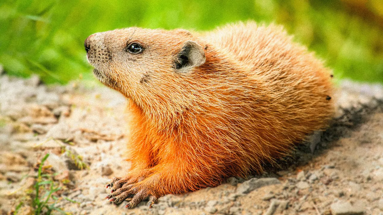 Groundhogs zijn slecht in het voorspellen van het weer, maar het zijn waardevolle dierlijke ingenieurs