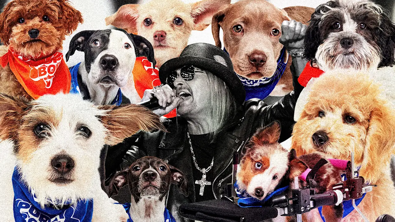 Het zijn puppy’s, en niet de politiek, die zondag de Super Bowl winnen