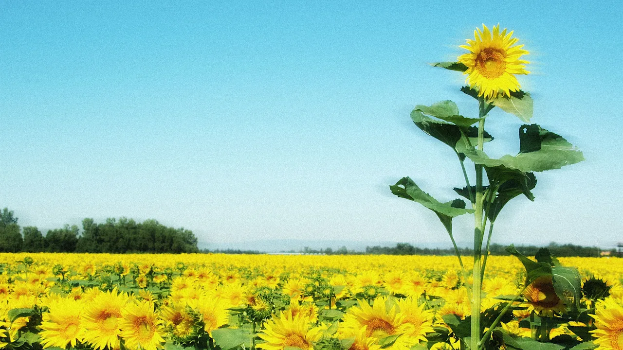 Floreren is een teamprestatie. Hier zijn 5 tips om samen te groeien
