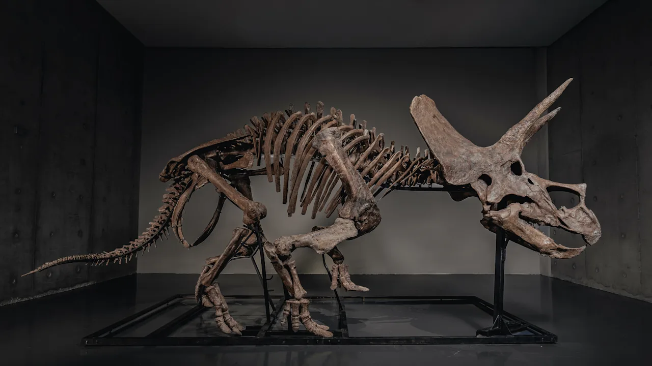 Triceratops-skelet ‘Trey’ wordt geveild nu de dinosaurusmarkt recordhoogtes bereikt