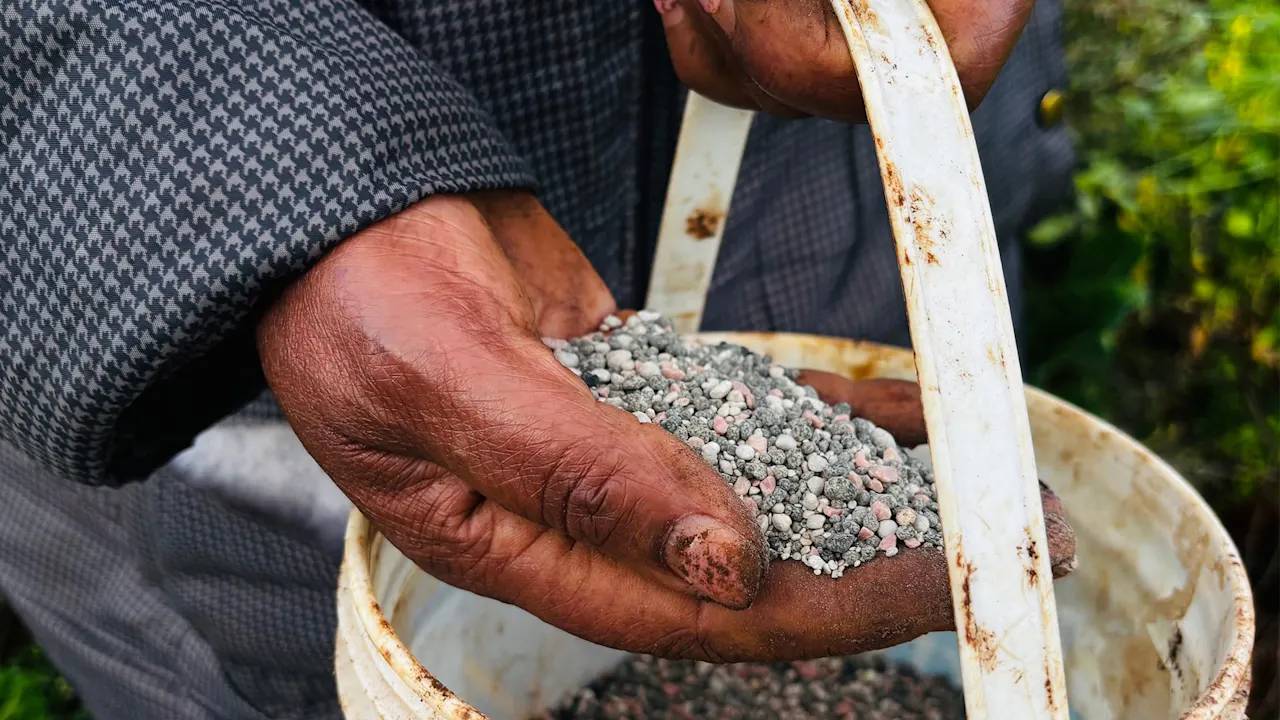 De oorlog in Iran veroorzaakt een mondiaal tekort aan meststoffen dat de voedselprijzen overal zou kunnen beïnvloeden