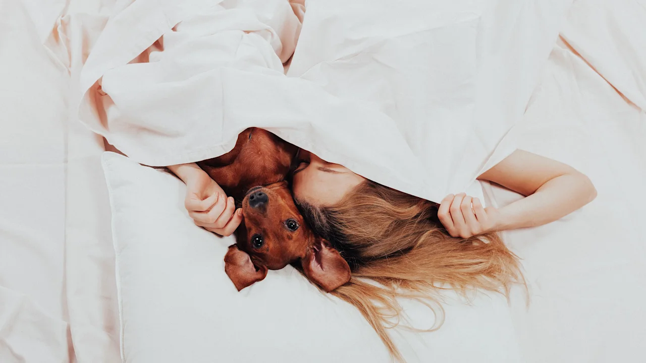 Het slechte nieuws: uw huisdier verstoort mogelijk uw slaap