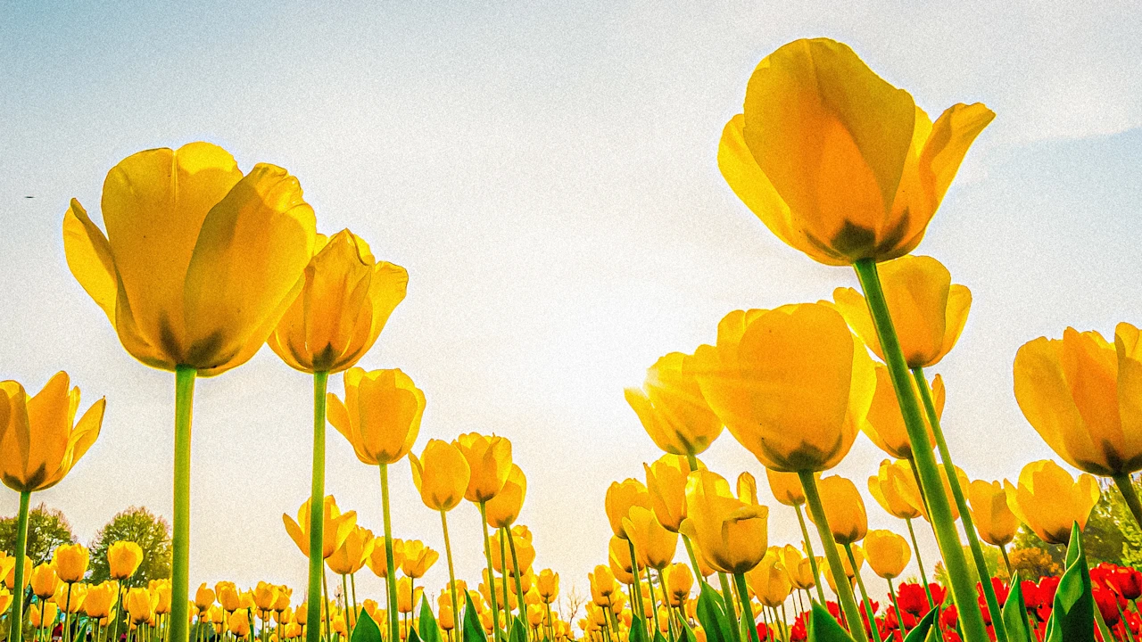 Lente-equinox 2026: tijd, betekenis en de wetenschap achter de wisseling van seizoenen