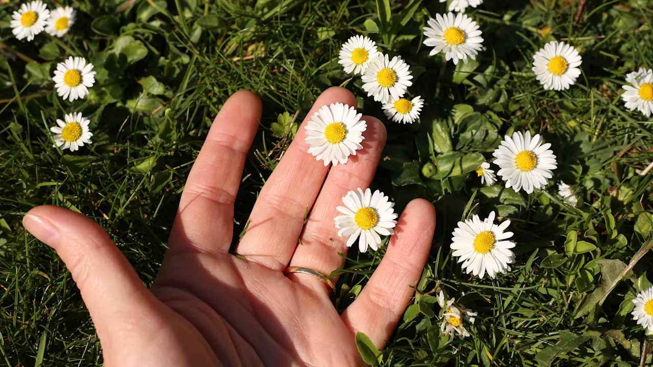 Dag van de Aarde is belangrijker dan ooit in 2026: hier is een lijst met opmerkelijke gebeurtenissen die over de hele wereld plaatsvinden