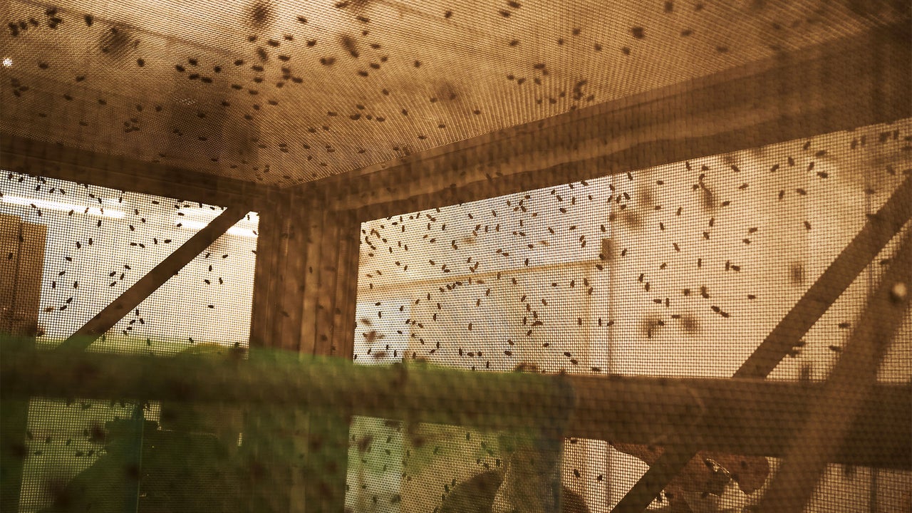 The USDA is preparing to release 180 million flies. Here’s why