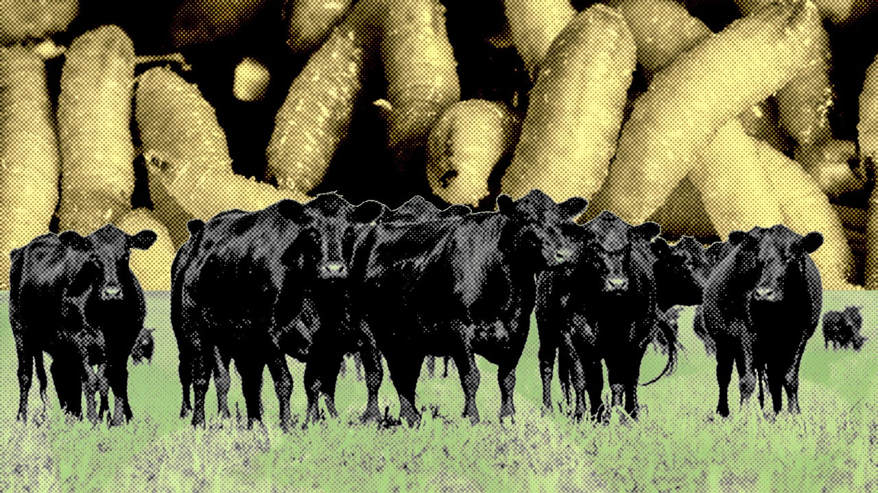 Flesh-eating screwworm is back in the USA: What to know about the threat to cattle, beef prices, and humans