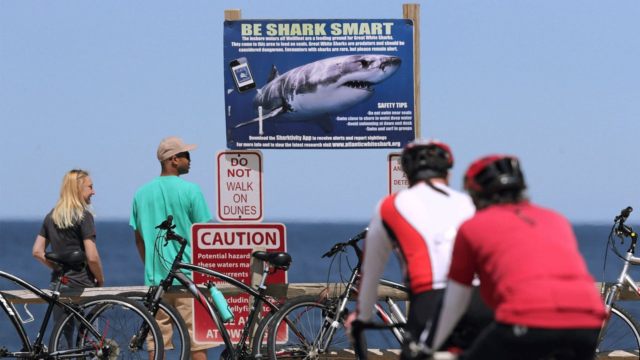 Shark Attack Prompts New U.S. Mobile Alert System