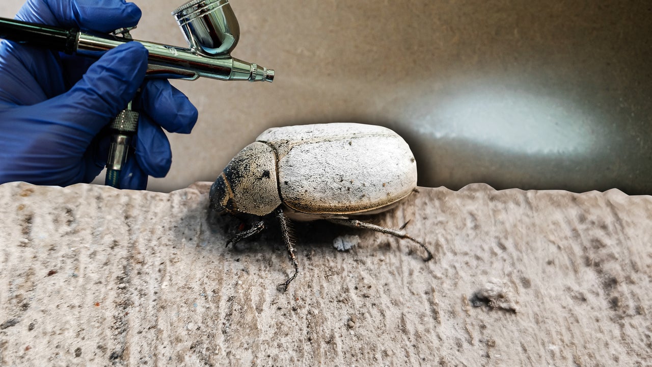 This super-white coating was inspired by a beetle’s scales