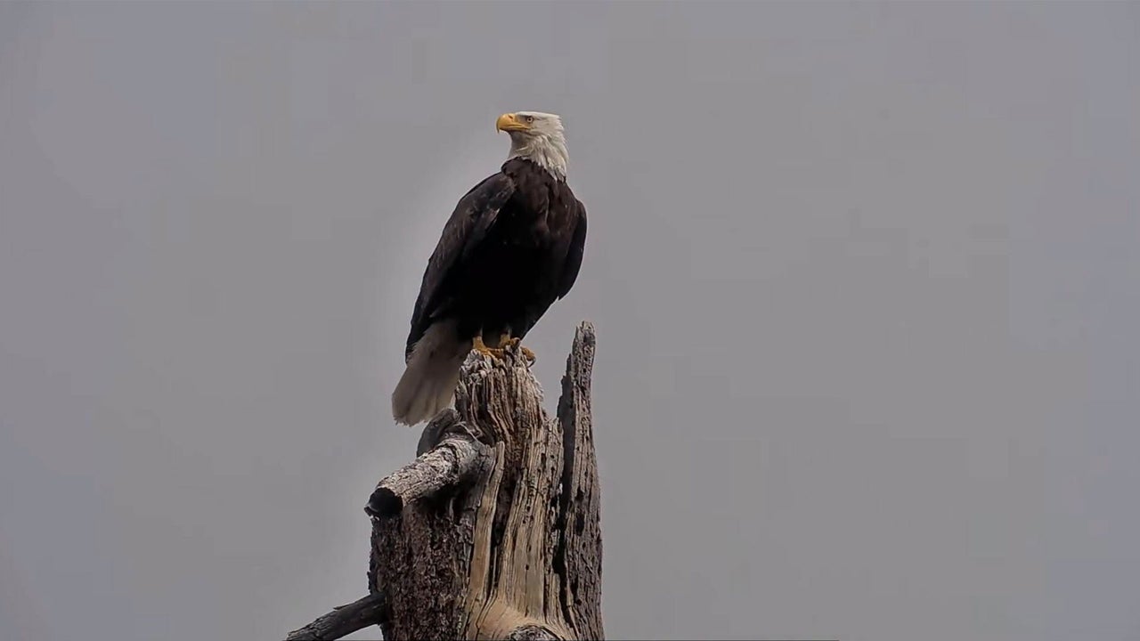 Jackie’s legacy: How a bald eagle influencer inspired millions and helped save an endangered habitat