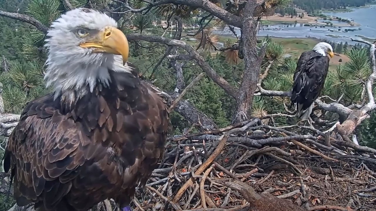 No, Big Bear’s famous bald eagles are not having a tabloid moment after Jackie’s death. Here’s what’s going on