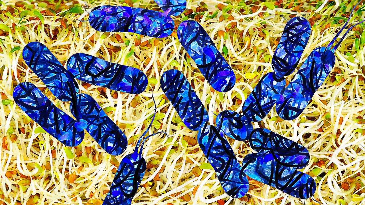 Dual E. Coli, Salmonella Outbreak Linked to Sprouts Hospitalizes Four
