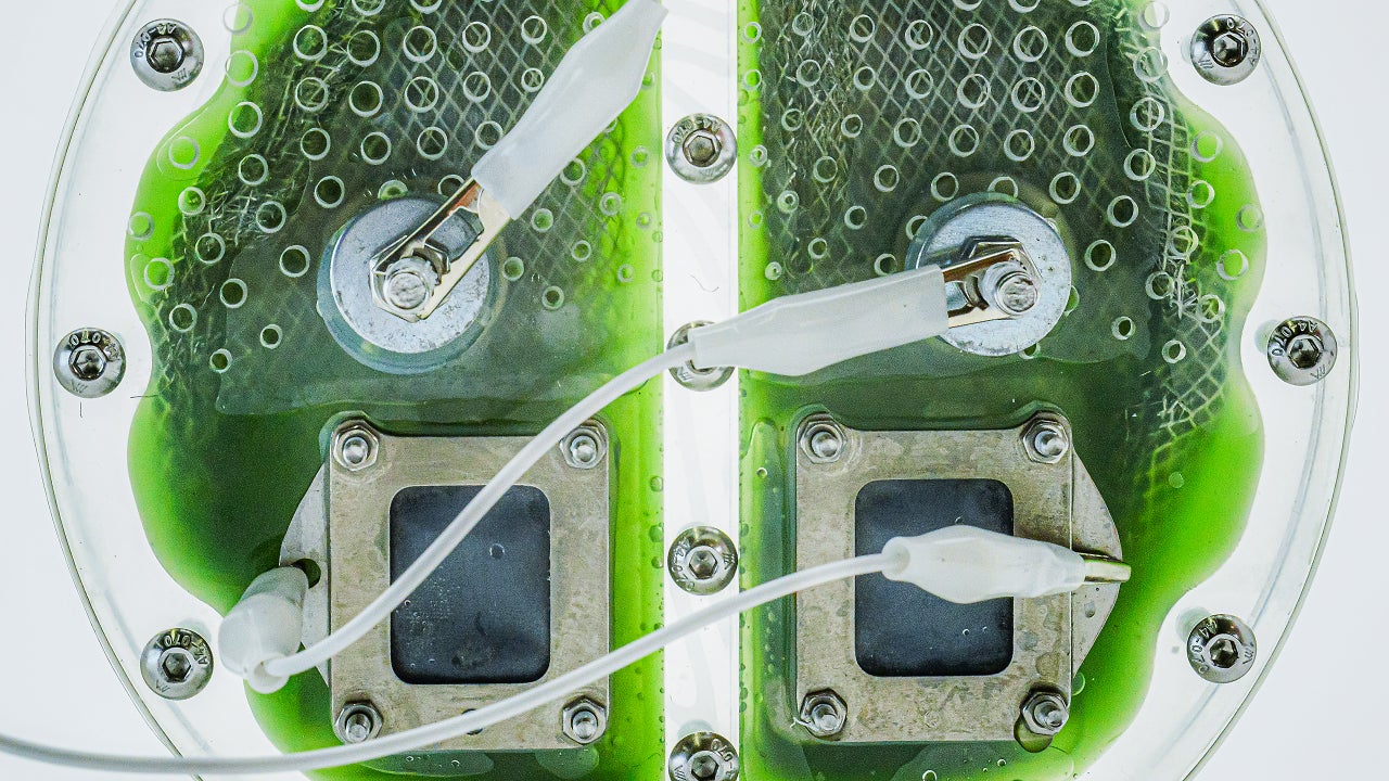 This battery is powered by algae