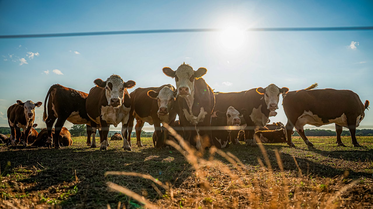 Tyson Foods beef plant closures come as severe drought makes U.S. cattle shortages worse