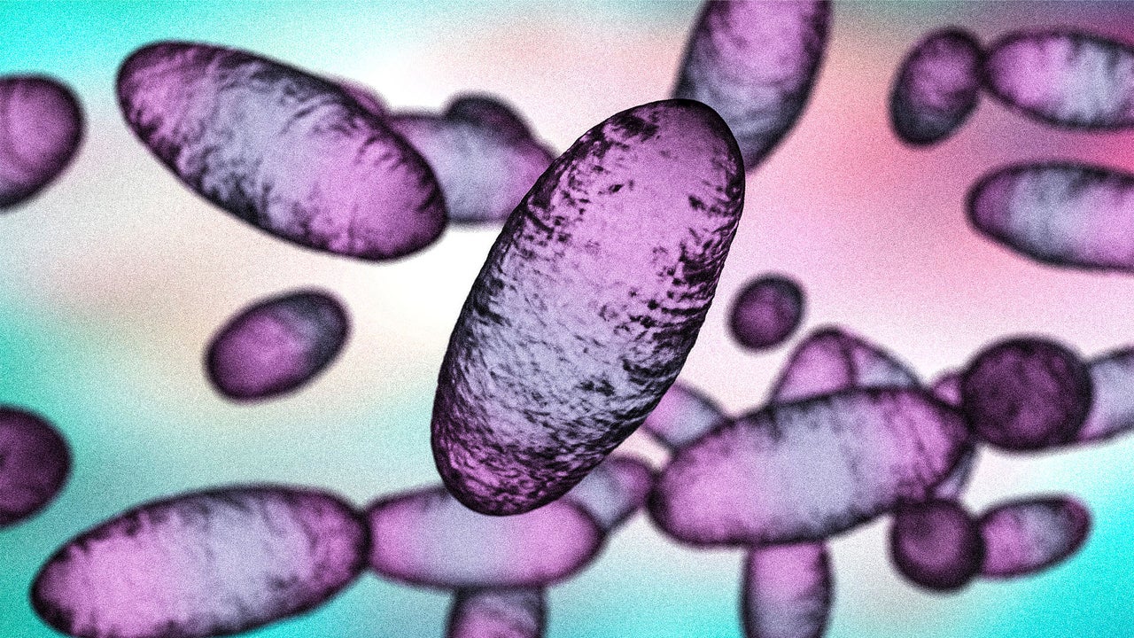 Russia ‘pneumonic plague’: What we know about the quarantine in Siberia after a researcher’s death