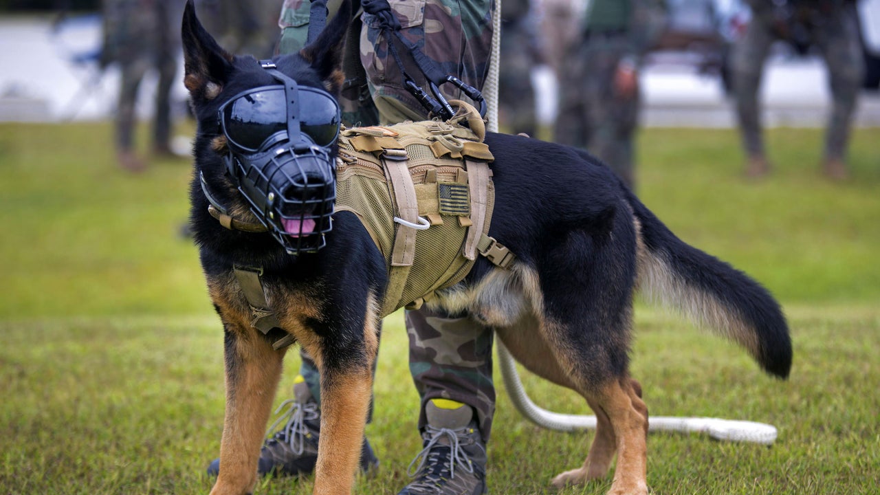 Palmer Luckey and Ben Lamm want to make superdogs for the military