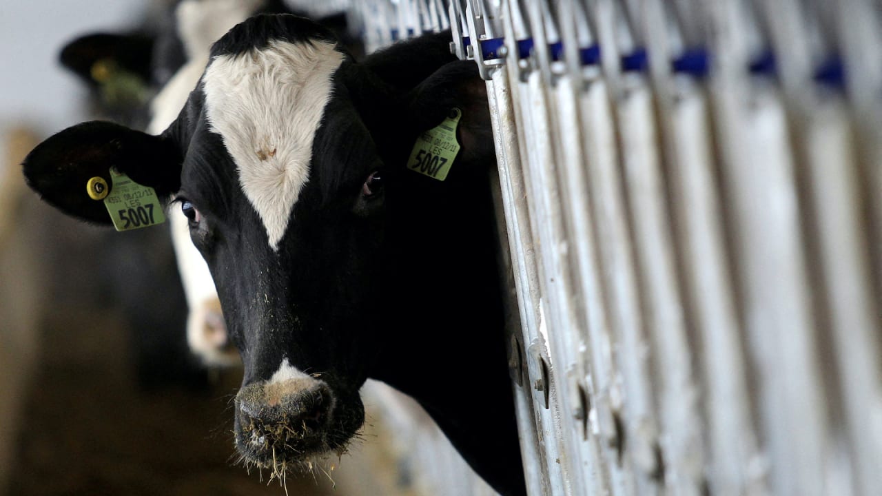 H5N1 bird flu virus outbreaks: USDA starts testing ground beef
