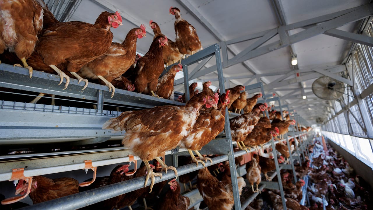 Tyson factory closures force chicken farmers to switch to pricey egg production