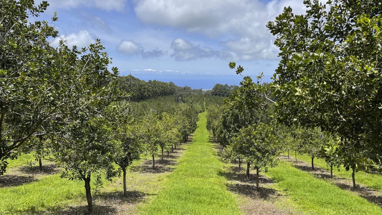 Hawaii macadamia-nut processors may soon have to disclose if nuts aren’t local
