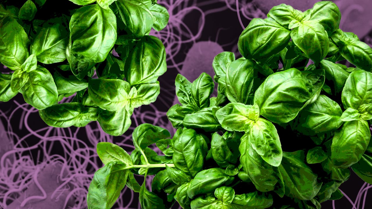 Trader Joe’s recall: Salmonella outbreak linked to organic basil has sickened people in 7 states