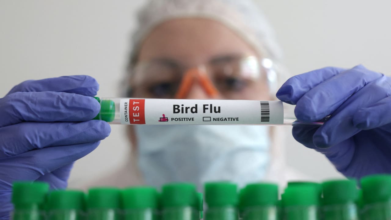 Bird flu virus test results are in: Cottage cheese and sour cream are safe, FDA says