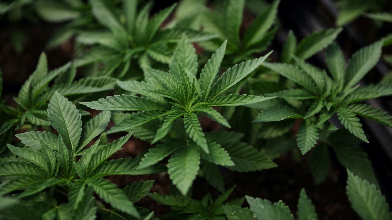 What marijuana reclassification could mean for medical research