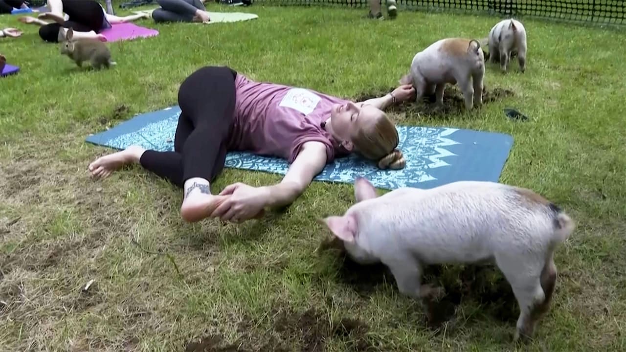 Would you go to piglet yoga? The unexpected benefits of yoga with animals