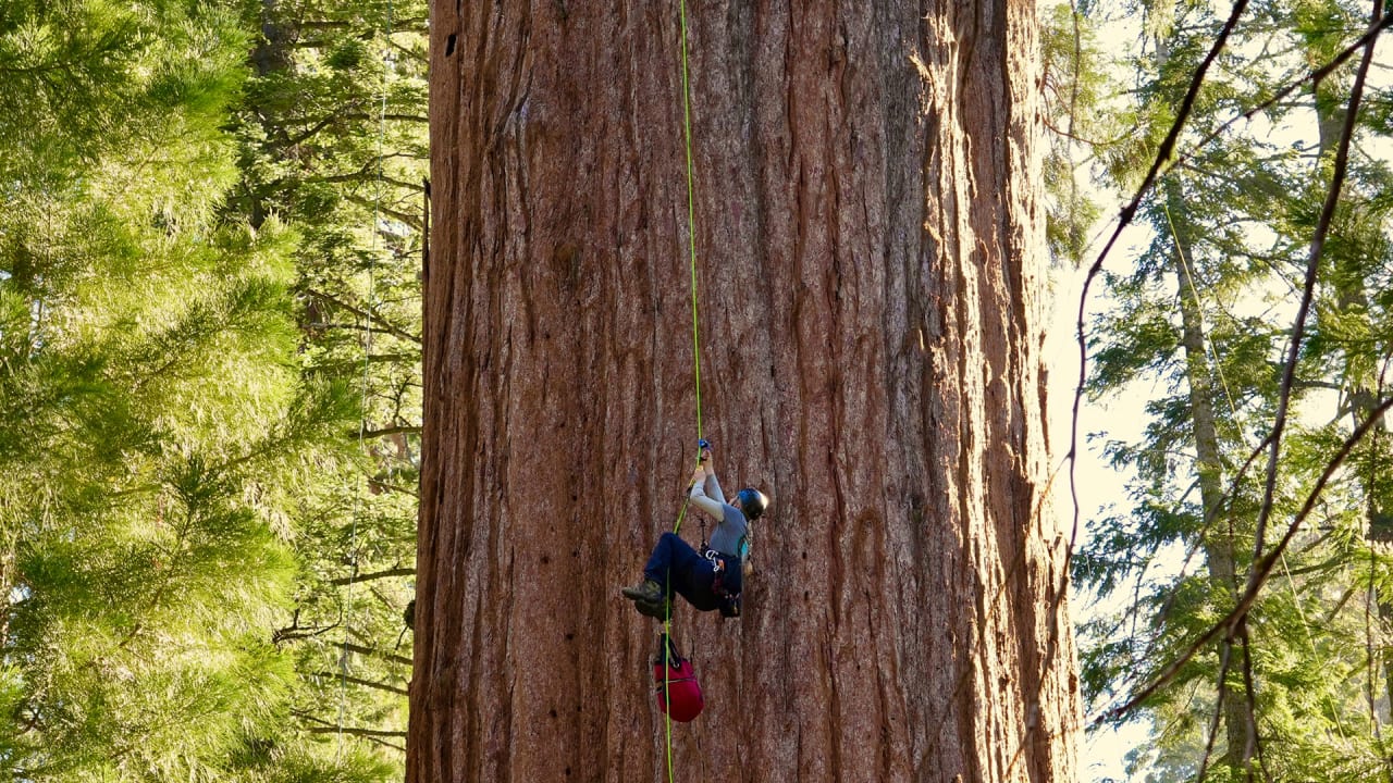 California’s 2,200-year-old tree, General Sherman, is okay for now, but threats loom