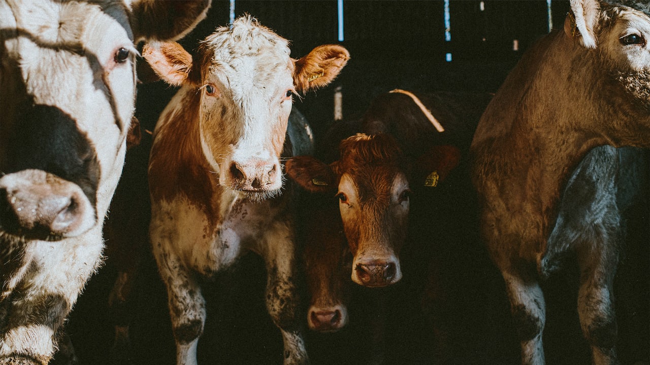 A new study on animal consciousness should change people’s views on eating meat—but it won’t