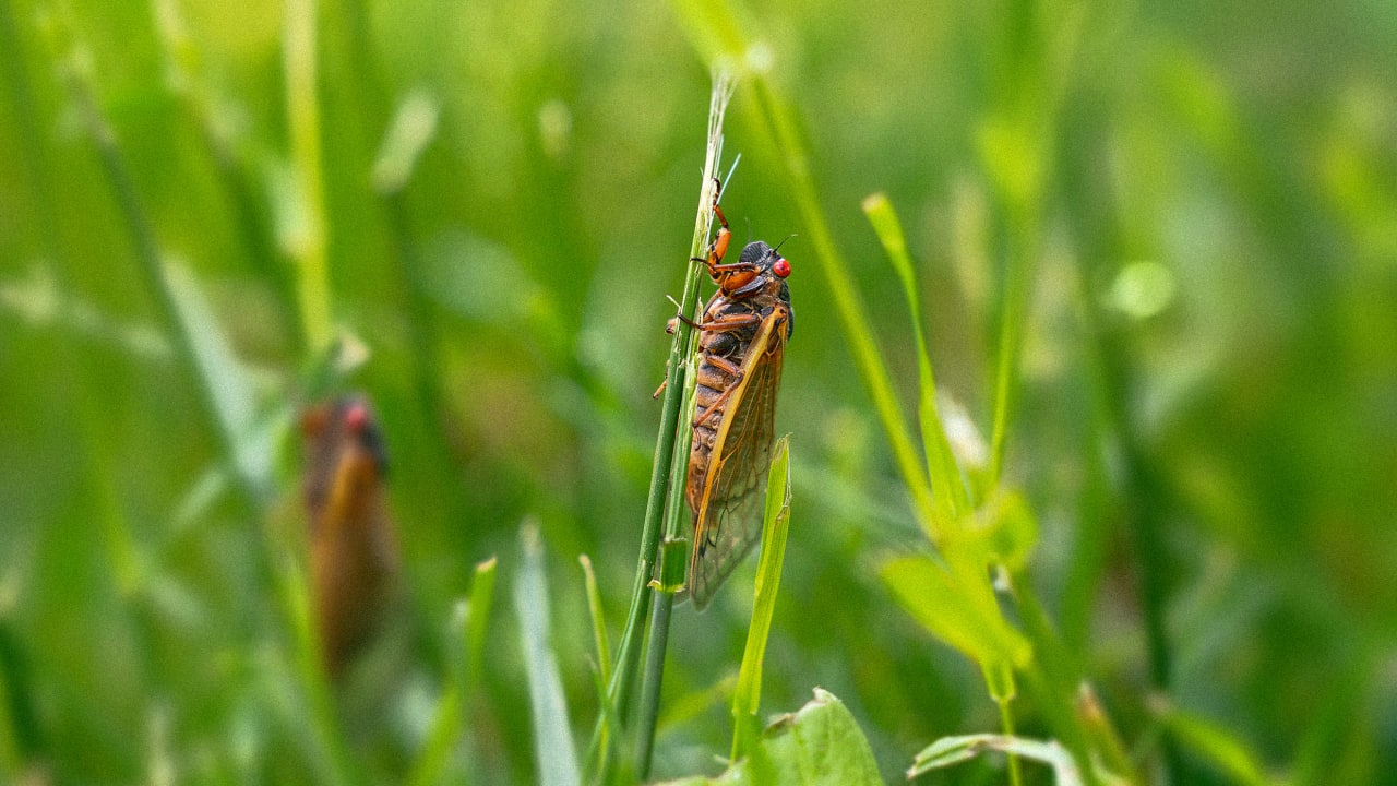 The ‘cicadalypse’ is about to hit Chicago for the first time since 1803