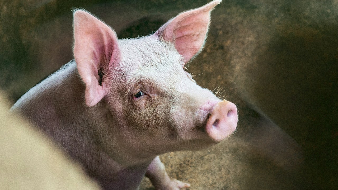 Pigs aren’t the future of organ transplants—stop acting like they could be
