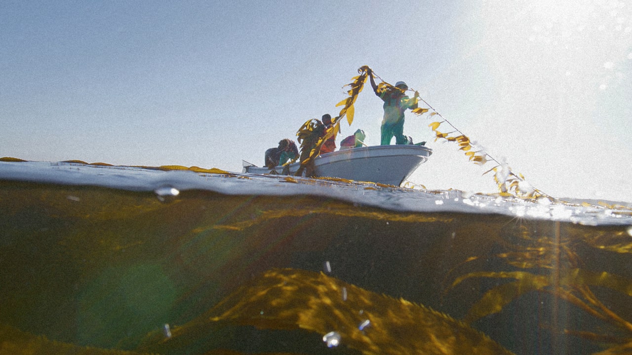 Why this former oil executive is growing giant kelp forests in Africa