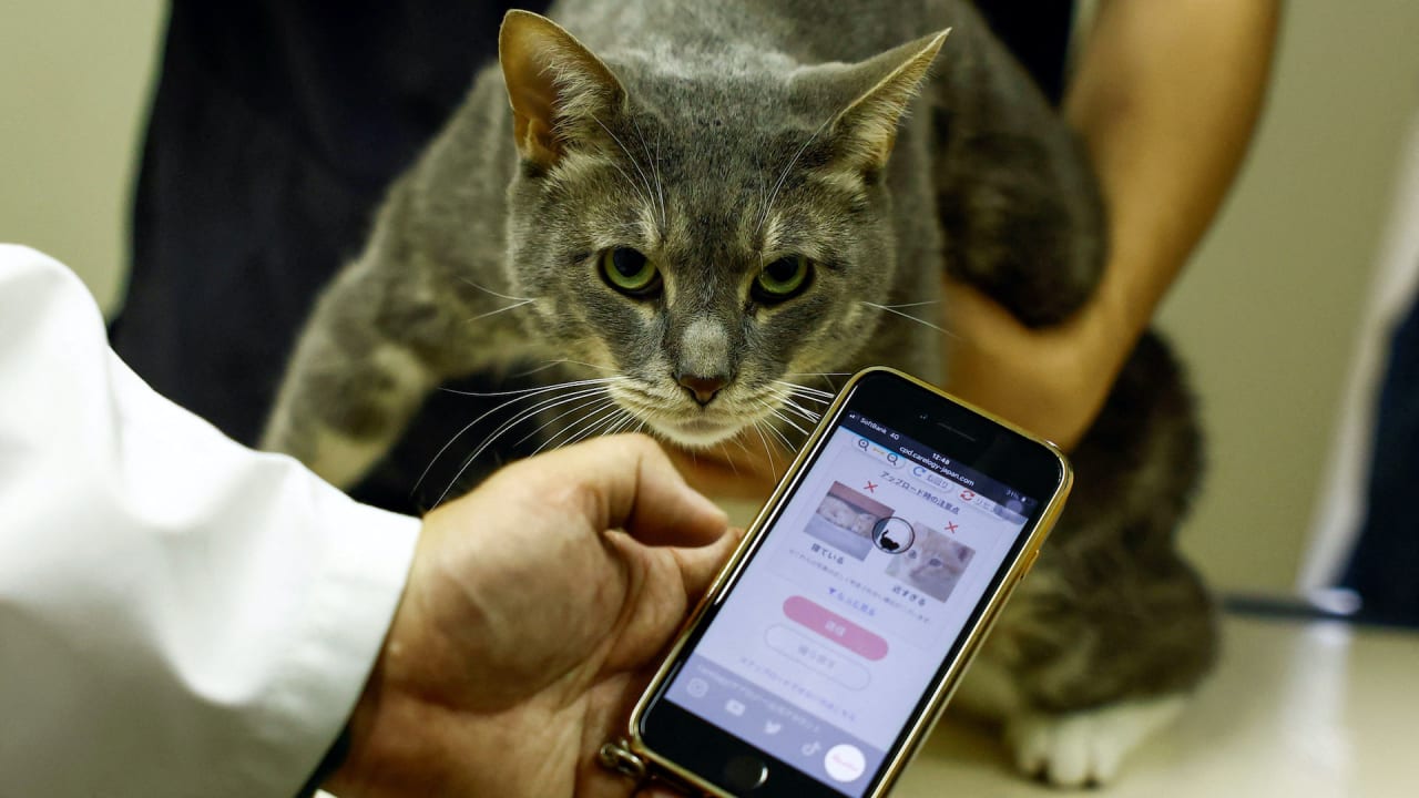 In Japan, an AI app is detecting pain in cats