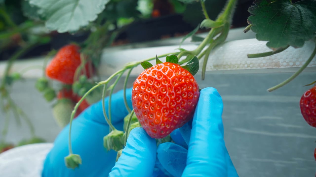Inside the high-tech farm in New Jersey where Instagram’s favorite strawberries grow