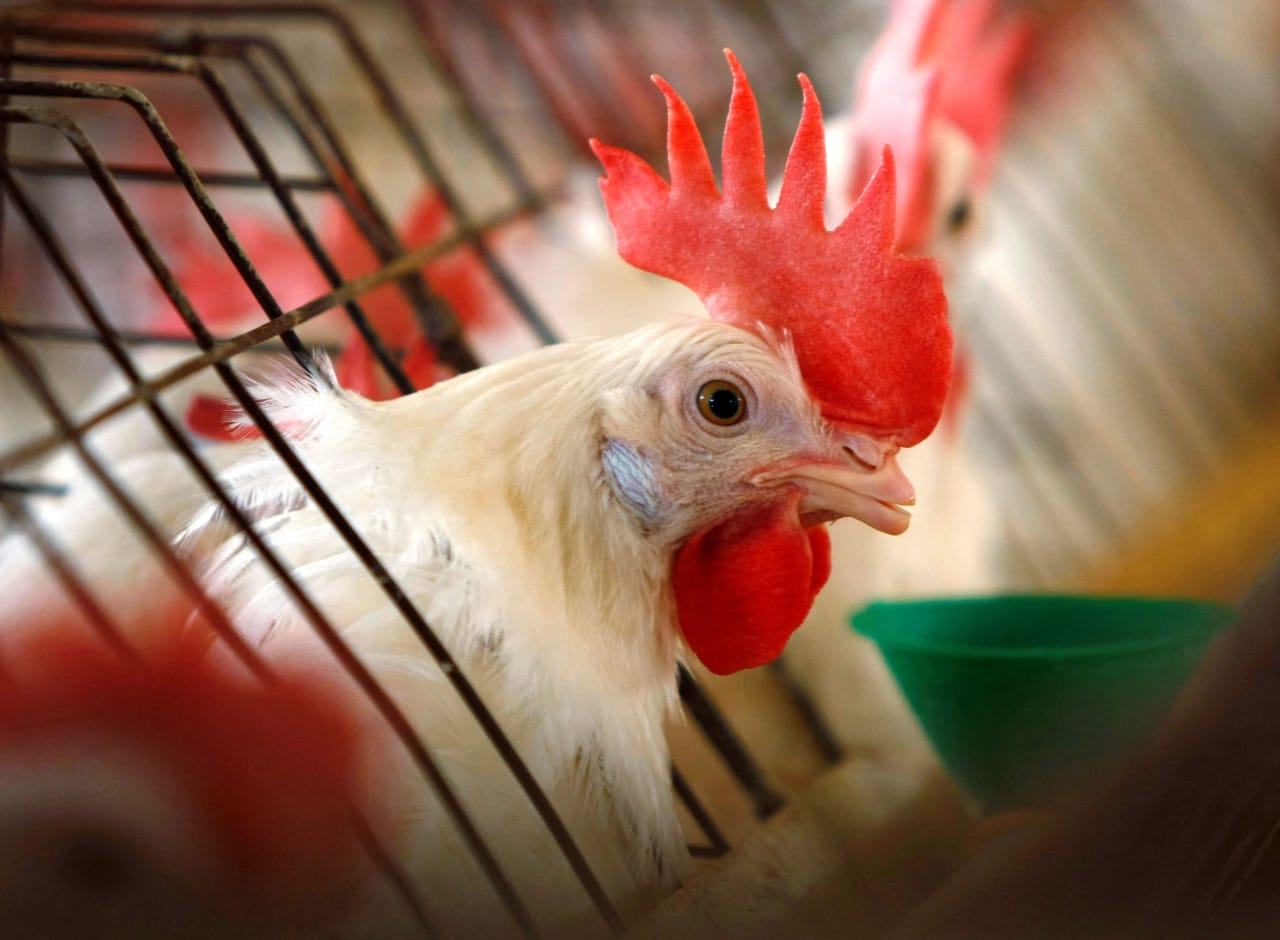 How the process of selecting live chickens on farms can spread bird flu